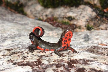 特別展「毒」に投稿された画像（2023/4/22）