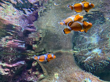 サンシャイン水族館に投稿された画像（2023/4/22）