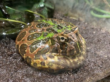 サンシャイン水族館に投稿された画像（2023/4/22）