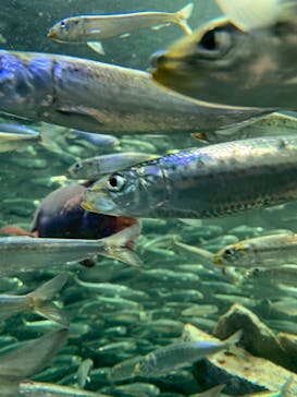 サンシャイン水族館に投稿された画像（2023/4/22）