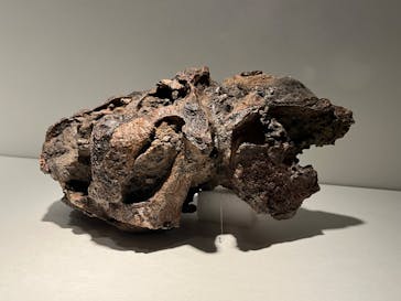 特別展「恐竜博2023」に投稿された画像（2023/4/22）