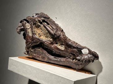 特別展「恐竜博2023」に投稿された画像（2023/4/22）