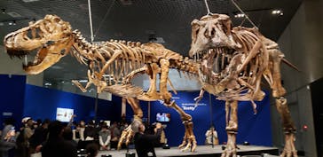 特別展「恐竜博2023」に投稿された画像（2023/4/22）