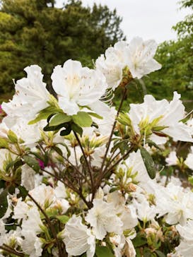 三溪園に投稿された画像（2023/4/22）