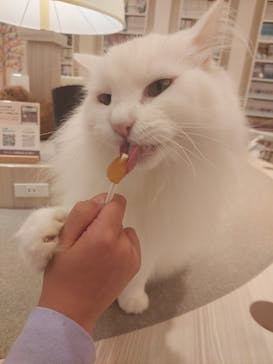 猫カフェモカ　イオンモール幕張新都心店に投稿された画像（2023/4/22）