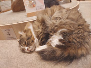 猫カフェモカ　イオンモール幕張新都心店に投稿された画像（2023/4/22）