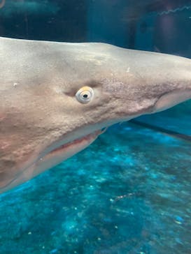 しながわ水族館に投稿された画像（2023/4/22）
