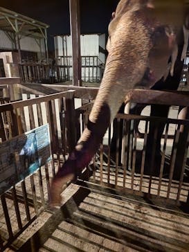 那須サファリパークに投稿された画像（2023/4/22）