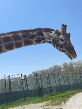 那須サファリパークに投稿された画像（2023/4/22）