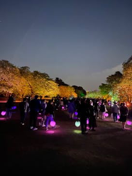 NAKED 桜の新宿御苑 2023に投稿された画像（2023/4/22）