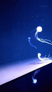 サンシャイン水族館に投稿された画像（2023/4/22）