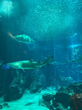 マリンワールド海の中道に投稿された画像（2023/4/22）