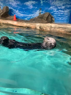 マリンワールド海の中道に投稿された画像（2023/4/22）