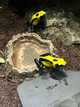 サンシャイン水族館に投稿された画像（2023/4/22）