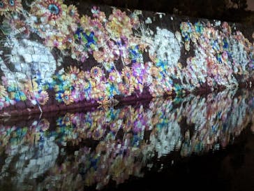 『NAKED FLOWERS 2023 桜 世界遺産・二条城』に投稿された画像（2023/4/22）