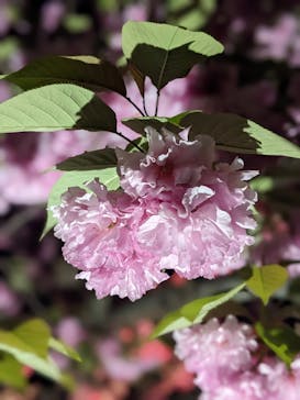 『NAKED FLOWERS 2023 桜 世界遺産・二条城』に投稿された画像（2023/4/22）