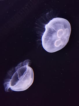 サンシャイン水族館に投稿された画像（2023/4/22）