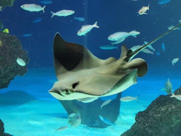 サンシャイン水族館に投稿された画像（2023/4/22）