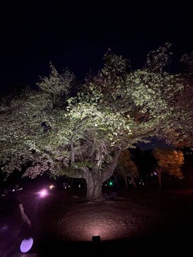 NAKED 桜の新宿御苑 2023に投稿された画像（2023/4/22）