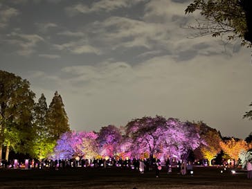 NAKED 桜の新宿御苑 2023に投稿された画像（2023/4/22）