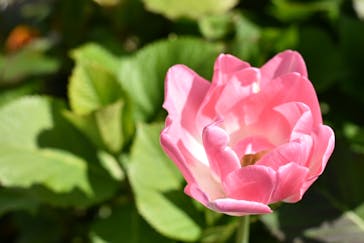 西武園ゆうえんちに投稿された画像（2023/4/22）