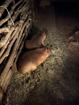 群馬サファリパークに投稿された画像（2023/4/22）