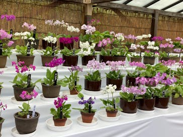 三溪園に投稿された画像（2023/4/22）