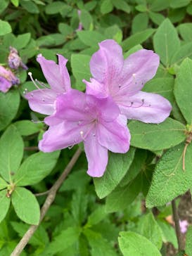 三溪園に投稿された画像（2023/4/22）