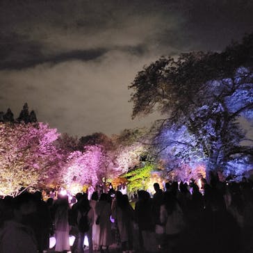 NAKED 桜の新宿御苑 2023に投稿された画像（2023/4/22）