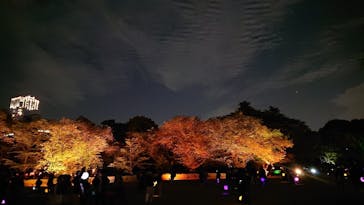 NAKED 桜の新宿御苑 2023に投稿された画像（2023/4/23）