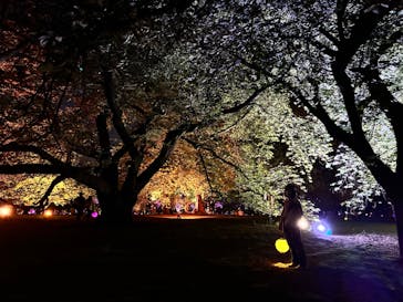 NAKED 桜の新宿御苑 2023に投稿された画像（2023/4/23）