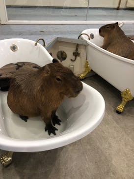 アニタッチみなとみらいに投稿された画像（2023/4/23）