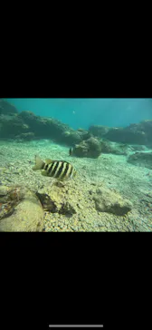 武藤潜水に投稿された画像（2023/4/23）