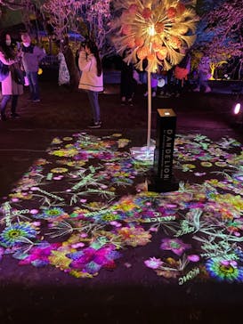 NAKED 桜の新宿御苑 2023に投稿された画像（2023/4/23）