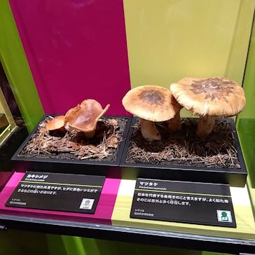 あべのハルカス美術館に投稿された画像（2023/4/23）