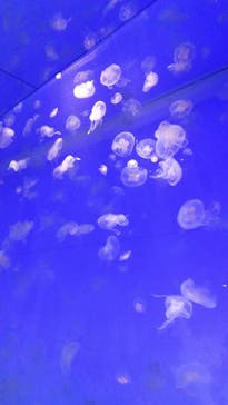 アクアワールド茨城県大洗水族館に投稿された画像（2023/4/23）