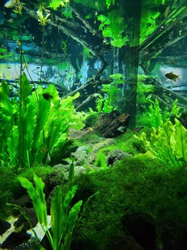 カワスイ 川崎⽔族館に投稿された画像（2023/4/23）