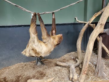 カワスイ 川崎⽔族館に投稿された画像（2023/4/23）