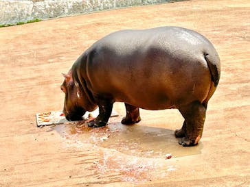 東武動物公園に投稿された画像（2023/4/23）