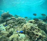 武藤潜水に投稿された画像（2023/4/23）