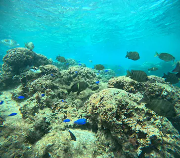 武藤潜水に投稿された画像（2023/4/23）