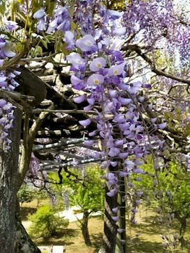 いばらきフラワーパークに投稿された画像（2023/4/23）