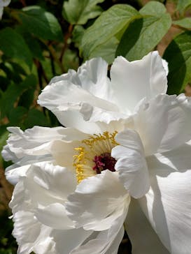 いばらきフラワーパークに投稿された画像（2023/4/23）