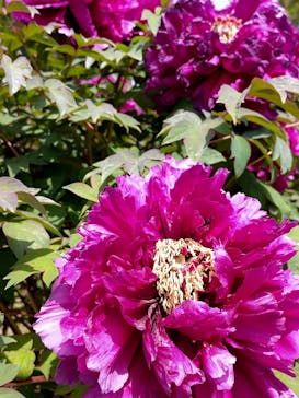 いばらきフラワーパークに投稿された画像（2023/4/23）