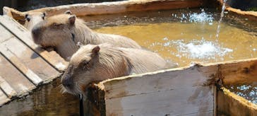 那須どうぶつ王国に投稿された画像（2023/4/23）