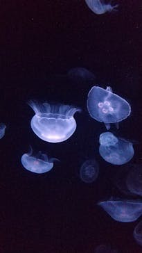 サンシャイン水族館に投稿された画像（2023/4/23）