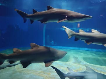 アクアワールド茨城県大洗水族館に投稿された画像（2023/4/23）