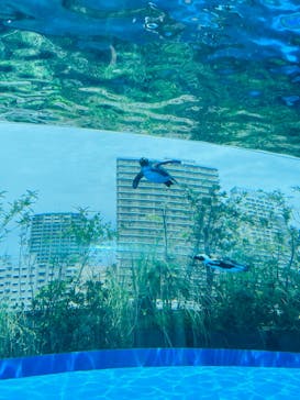 サンシャイン水族館に投稿された画像（2023/4/23）