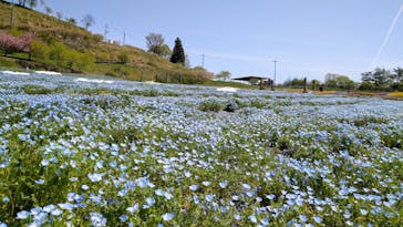 花の駅せらに投稿された画像（2023/4/23）