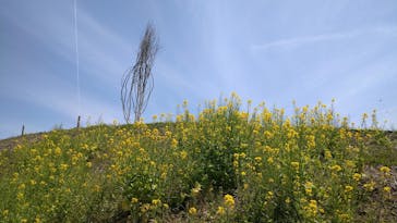 花の駅せらに投稿された画像（2023/4/23）